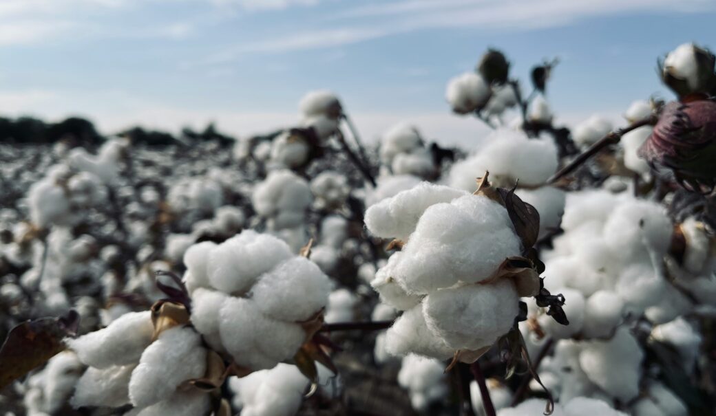 Baumwolle auf einem Baumwollfeld